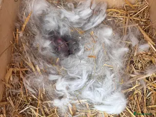 Mini Lop rabbits Mini lops - Advert 19