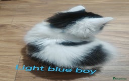 Mixed Breed cats for sale: Beautyfull fluffy kittens ragcoon - tuxedo cross  - Image 4