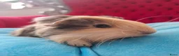 Guinea Pig rodents for sale: Long smooth coated sheltie - Advert 10