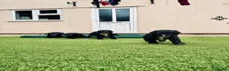 Sproodle dogs for sale: Stunning F1 Sproodles  - Advert 14