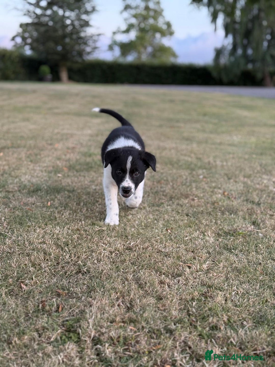 Welsh Collie dogs for sale: Beautiful Welsh Collie Puppies FOR SALE - Image 5