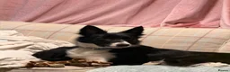 Border Collie dogs for sale: Mollie - Advert 3
