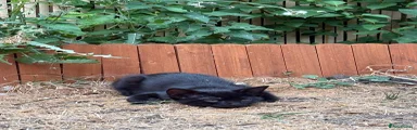 Siamese 2