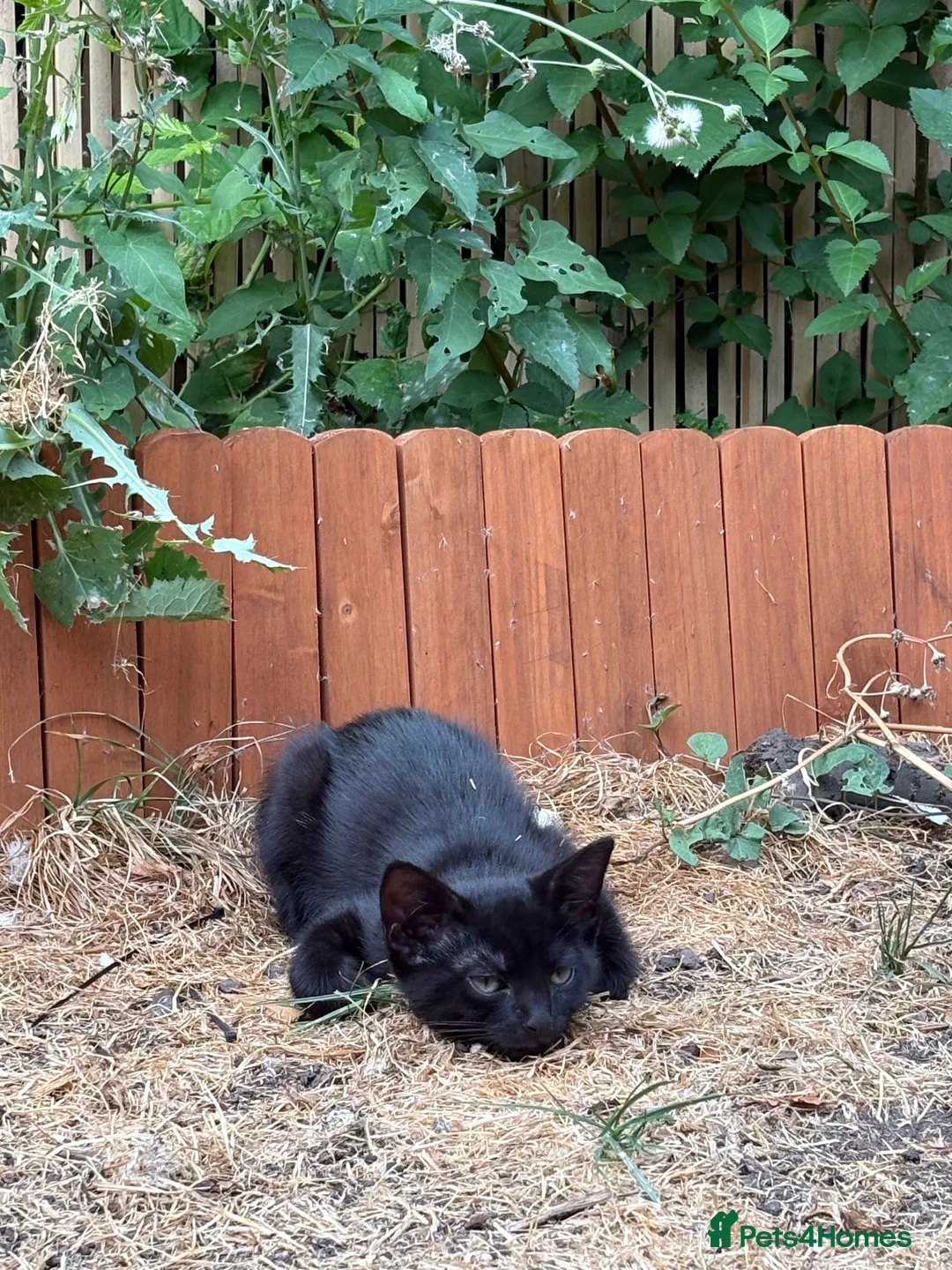 Siamese cats for sale: beautiful kittens for sale a mixed breed  - Advert 2