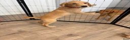 Labrador Retriever dogs for sale: Health Tested Champion Pedigree Pups - Advert 6