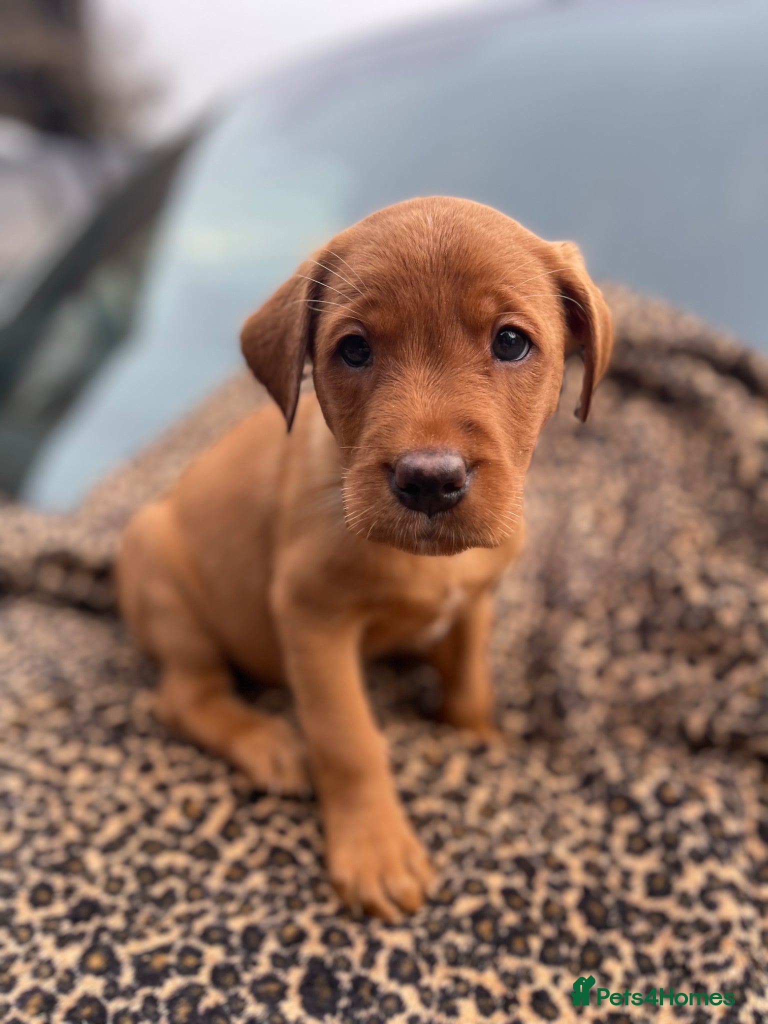 Labrador Retriever dogs for sale: KC Stunning Dark Fox Red Labrador Puppies - Advert 8