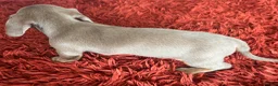 Miniature Dachshund dogs for sale: Miniature dachshund  - Advert 20