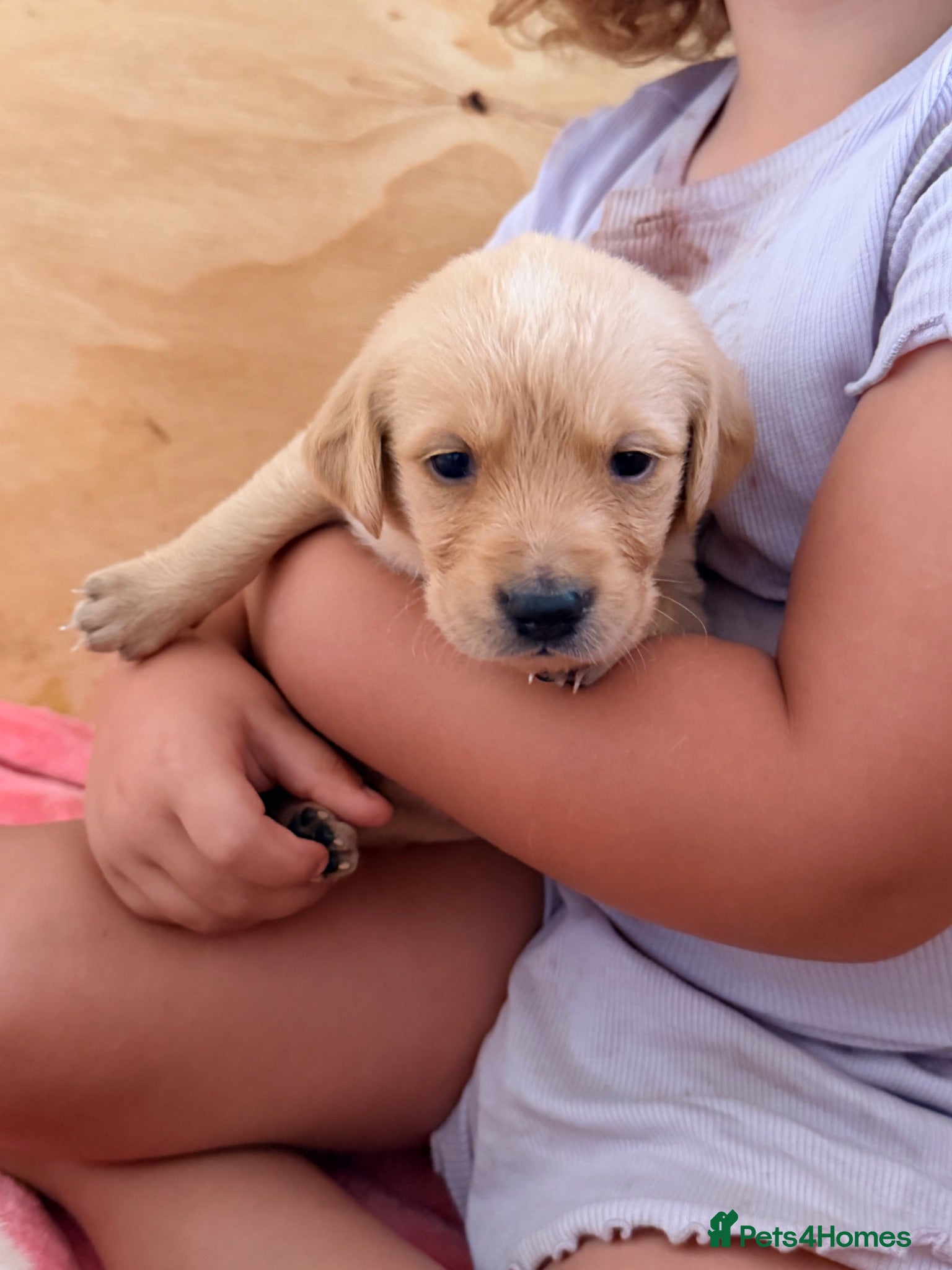 Goldador dogs 🐾 Stunning Goldador Puppies 🐾 - Advert 1