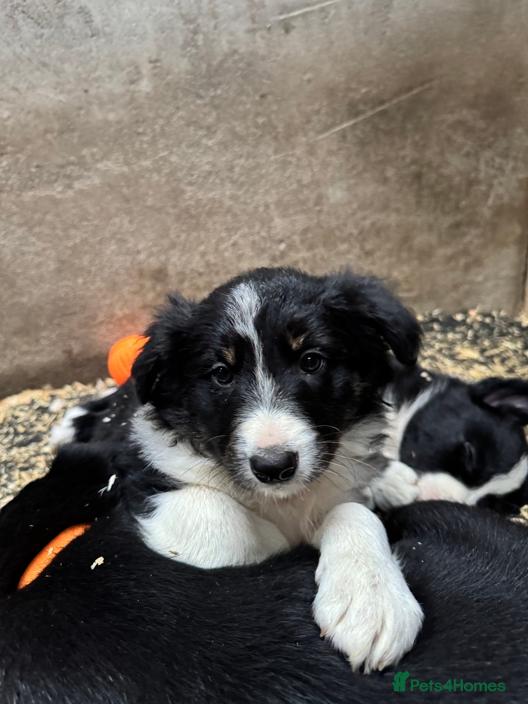 Border Collie dogs for sale: Bouncing border collies - Advert 9