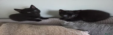 Mixed Breed Kitten 4