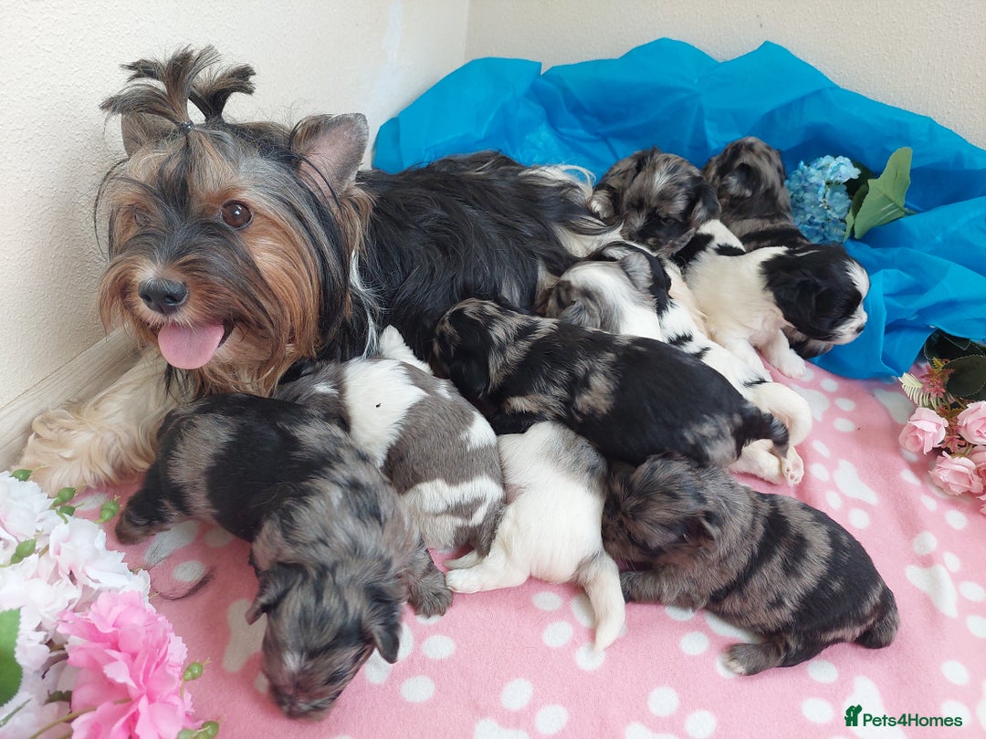 Yorkshire Terrier dogs for sale: Rare Colourful Pedigree Yorkies Certified Breeder - Image 2