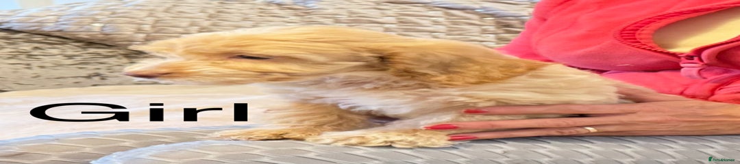Cockapoo Puppy 5