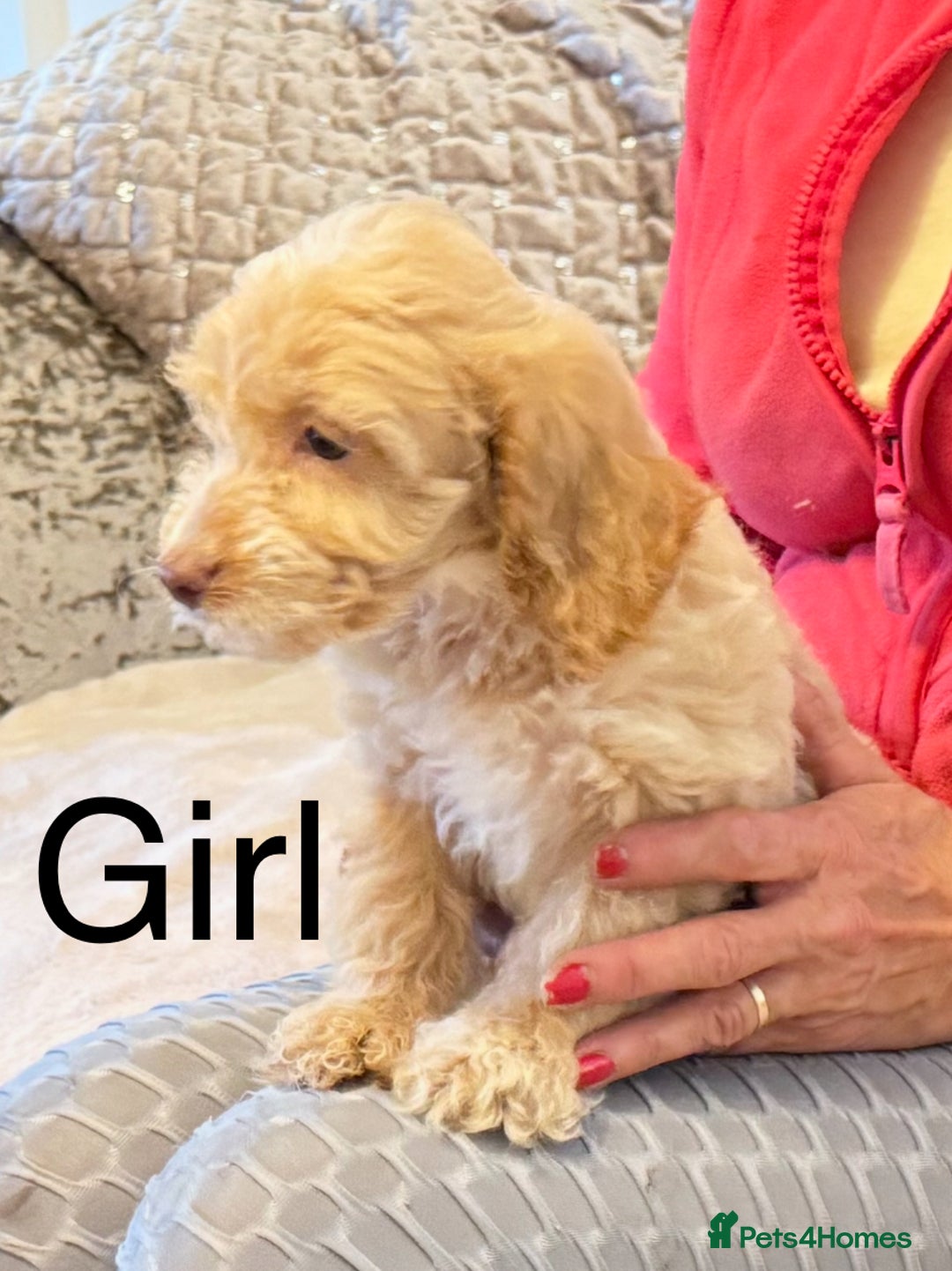 Cockapoo dogs for sale:  F1 Cockapoo puppies - Image 2