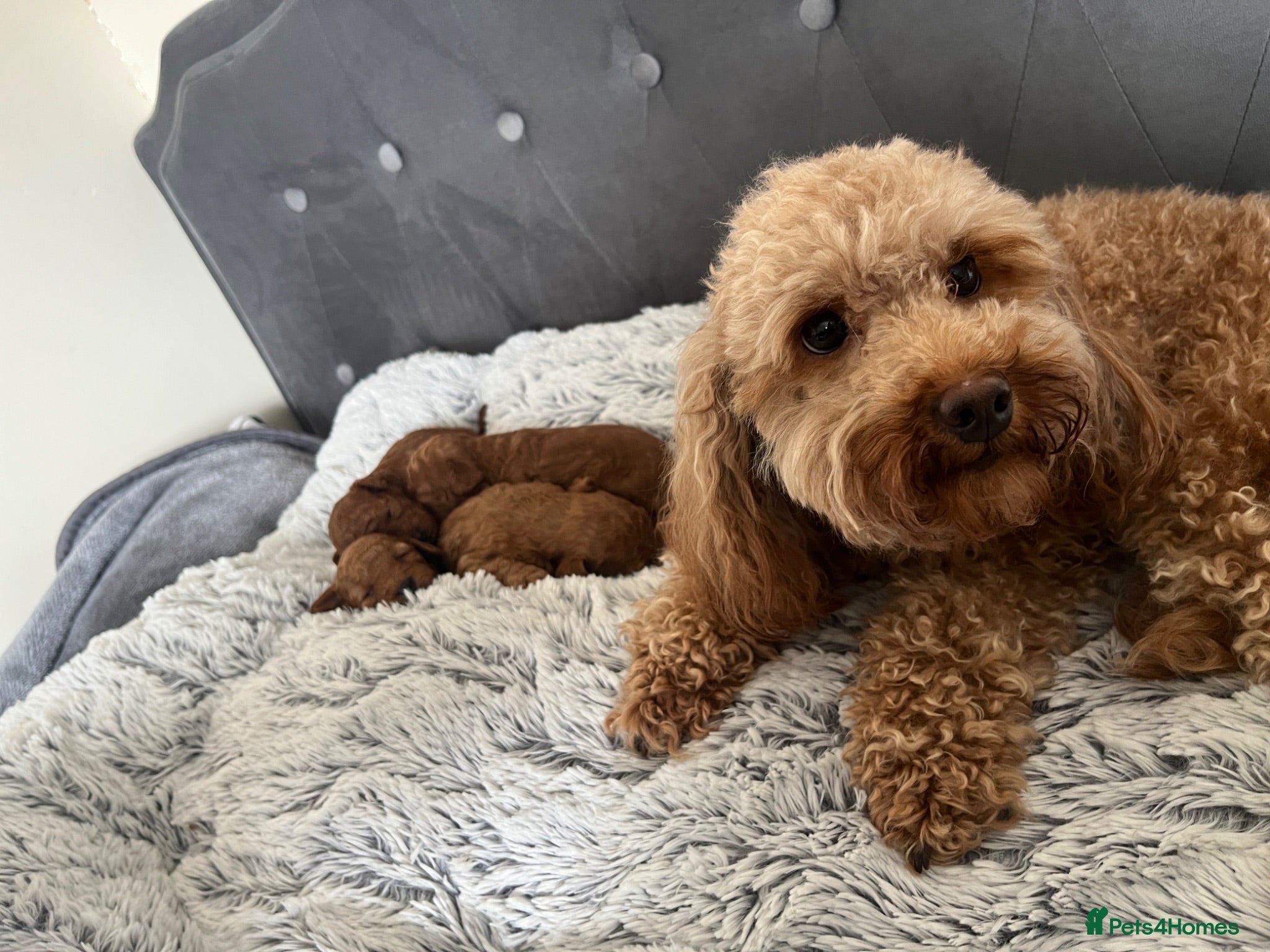 Toy Poodle dogs Adorable toy poodle puppies  - Advert 10