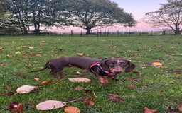 Miniature Dachshund dogs for sale: Chocolate and tan dapple female - Image 3