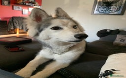 Siberian Husky dogs for sale: Beautiful Siberian husky girl in Bolton - Image 8