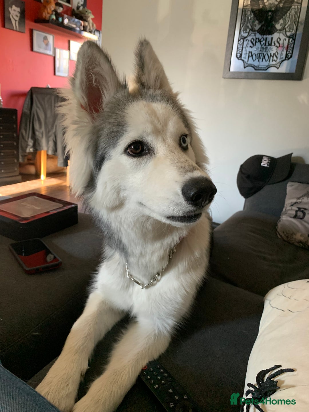 Siberian Husky dogs for sale: Beautiful Siberian husky girl in Bolton - Image 8