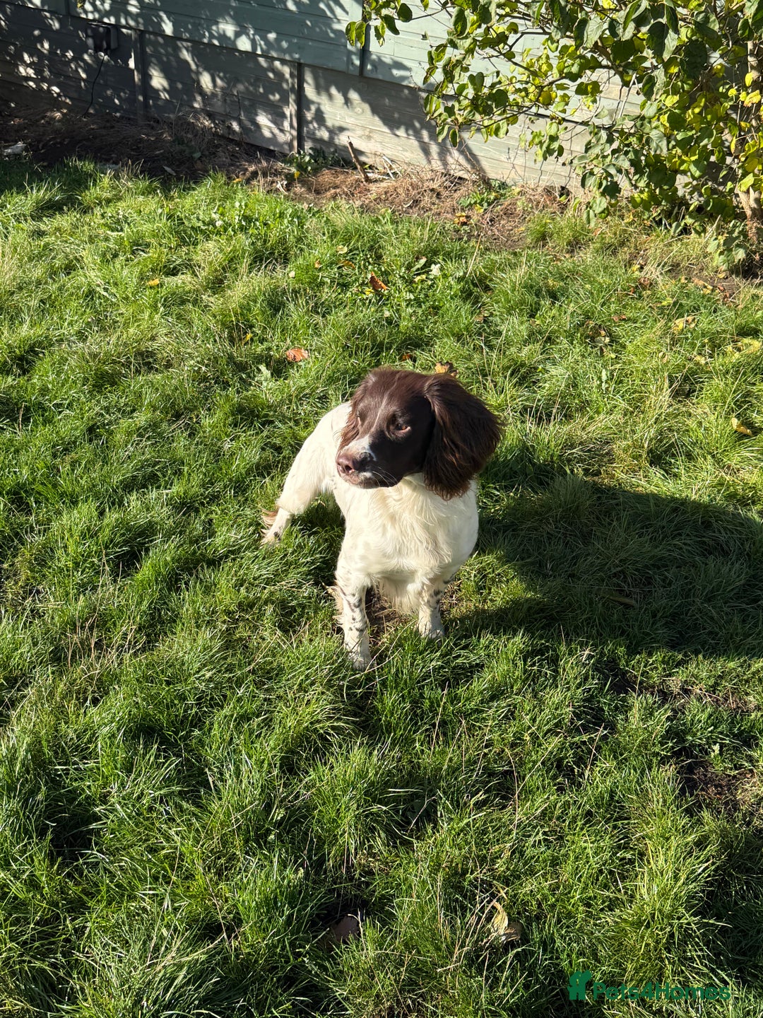 English Springer Spaniel dogs for stud: For Stud - Image 1