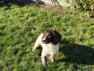 English Springer Spaniel dogs - Advert 1