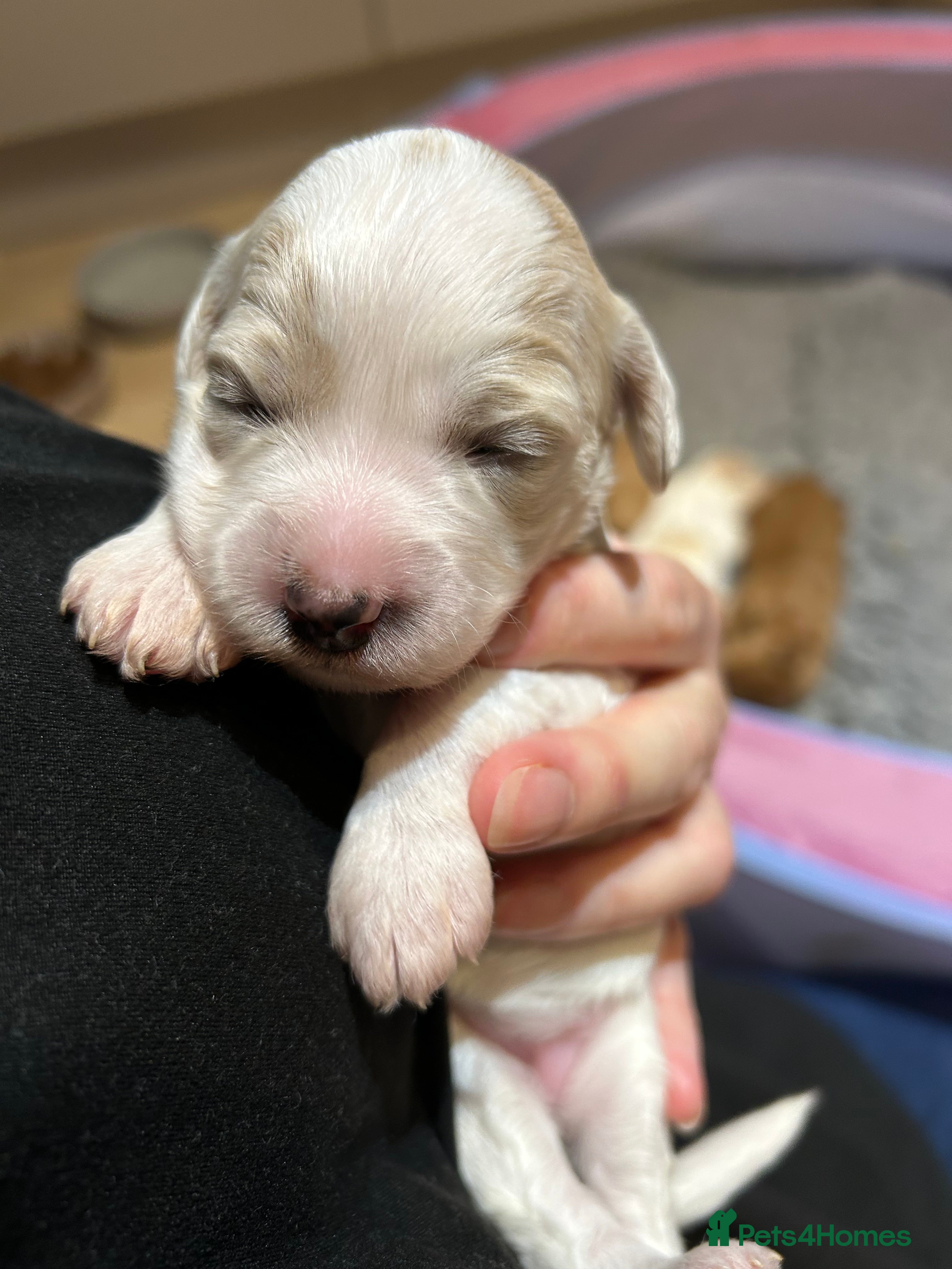 Cavapoo dogs I ONLY HAVE VIEWINGS AVAILABLE FOR FEMALE PUPS  - Advert 2