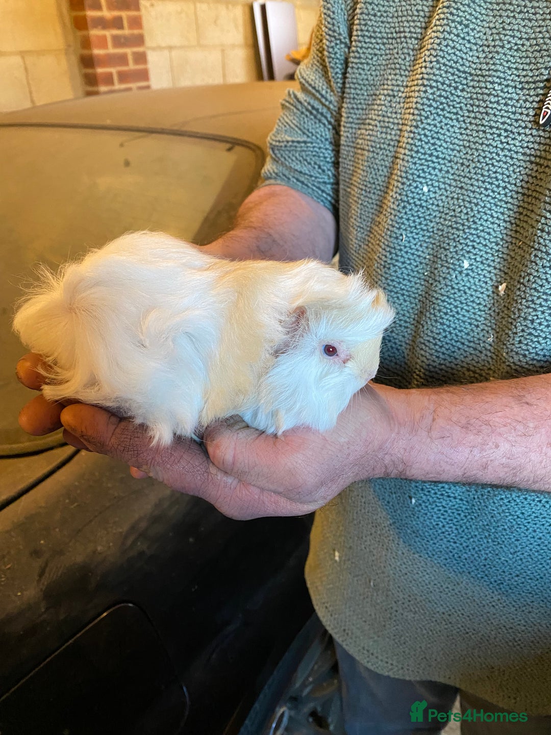 Guinea Pig rodents for sale: Peruvian Guinea pigs  - Advert 1