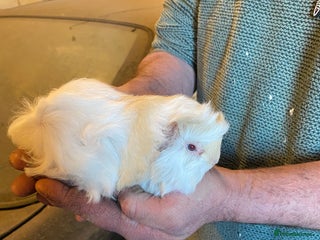 Guinea Pig rodents Peruvian Guinea pigs - Advert 1