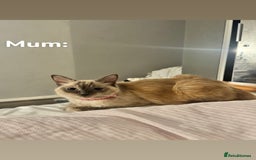 Ragdoll cats for sale: CUTE AND PLAYFUL HALF RAGDOLL KITTENS  - Image 24