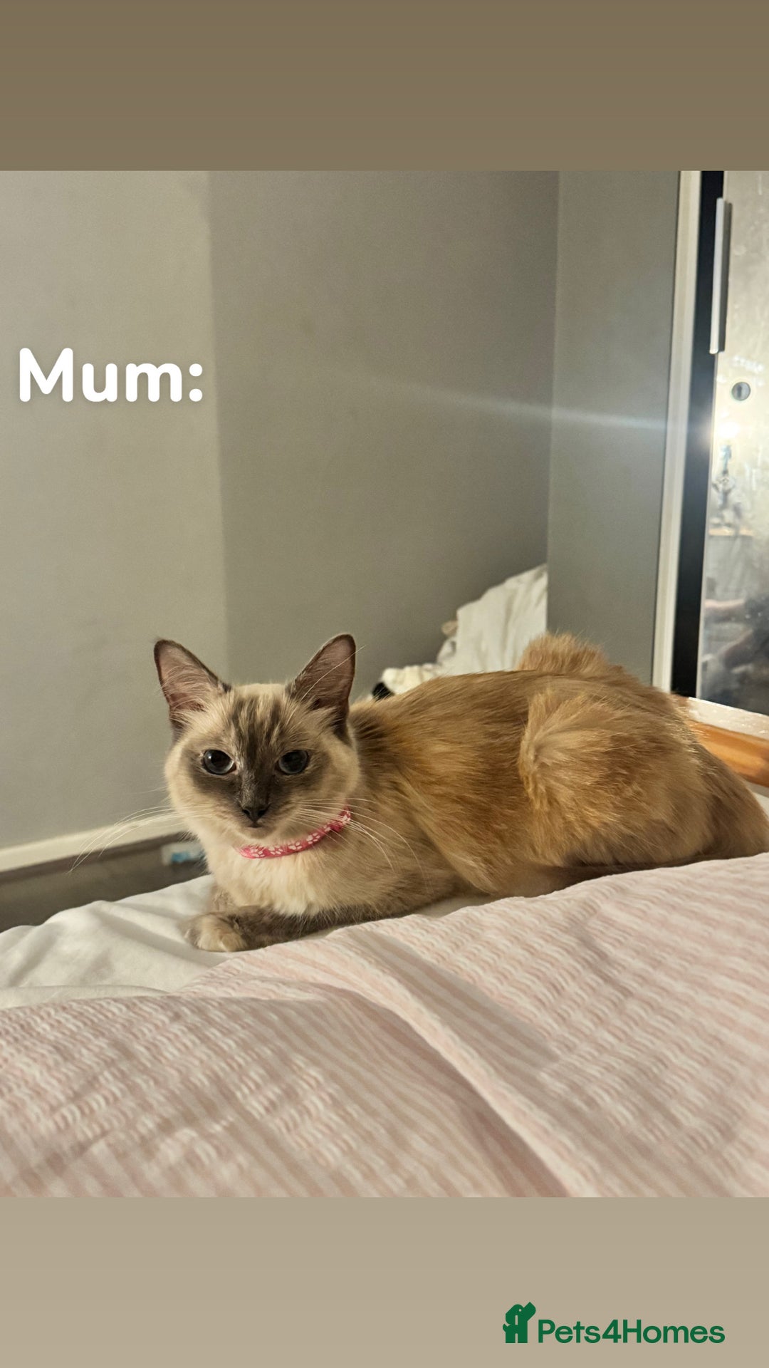 Ragdoll cats for sale: CUTE AND PLAYFUL HALF RAGDOLL KITTENS  - Image 24