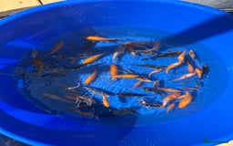 Koi Carp fish for sale: Koi Fry - Image 2