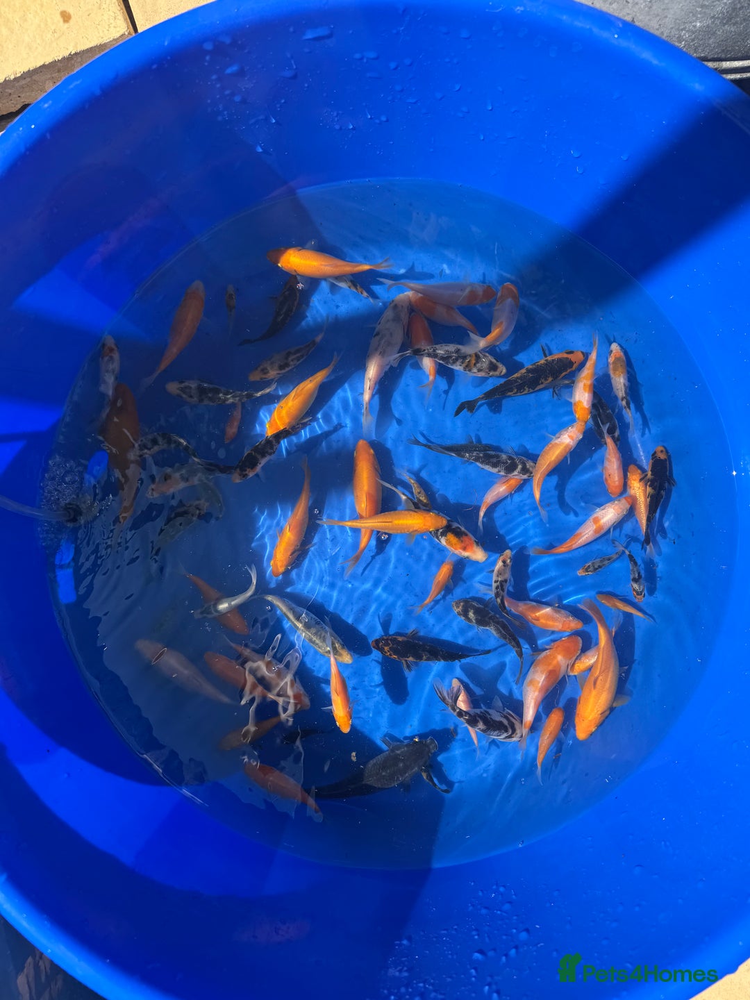 Koi Carp fish for sale: Koi Fry - Image 2