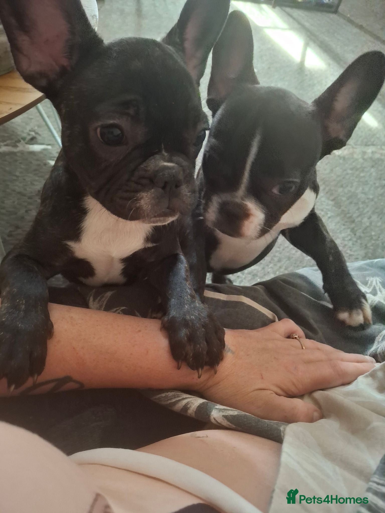 French Bulldog dogs STUNNING FRENCH BULL DOG PUPS READY NOW - Advert 1