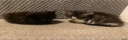 Mixed Breed cats for sale: Four beautiful kittens  in Swansea - Advert 6