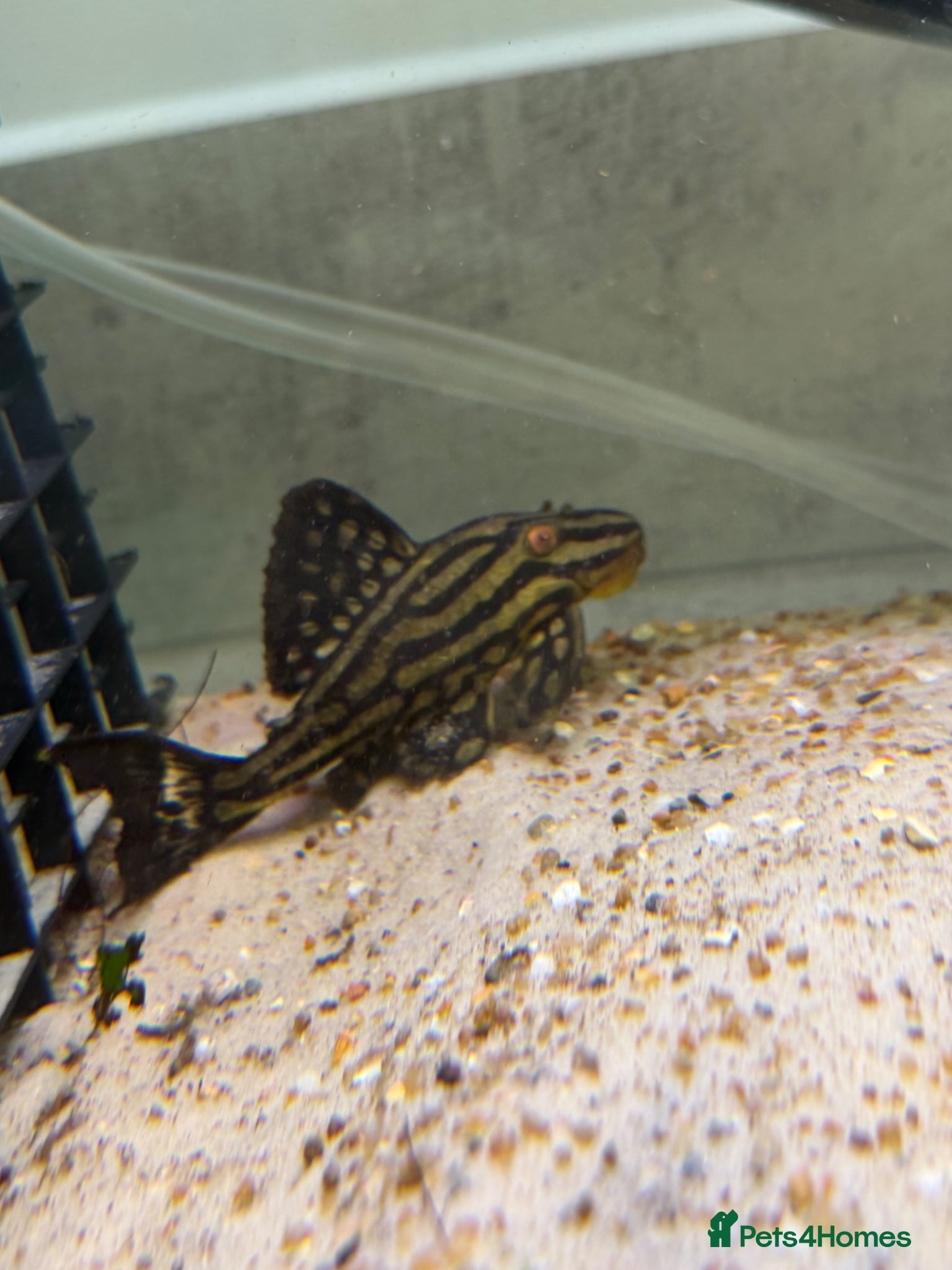 Plecos fish L027C Royal Thunder aka Golden line panaque  - Advert 7