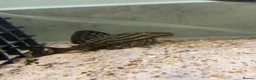 Plecos fish for sale: L027C Royal Thunder aka Golden line panaque  - Advert 1