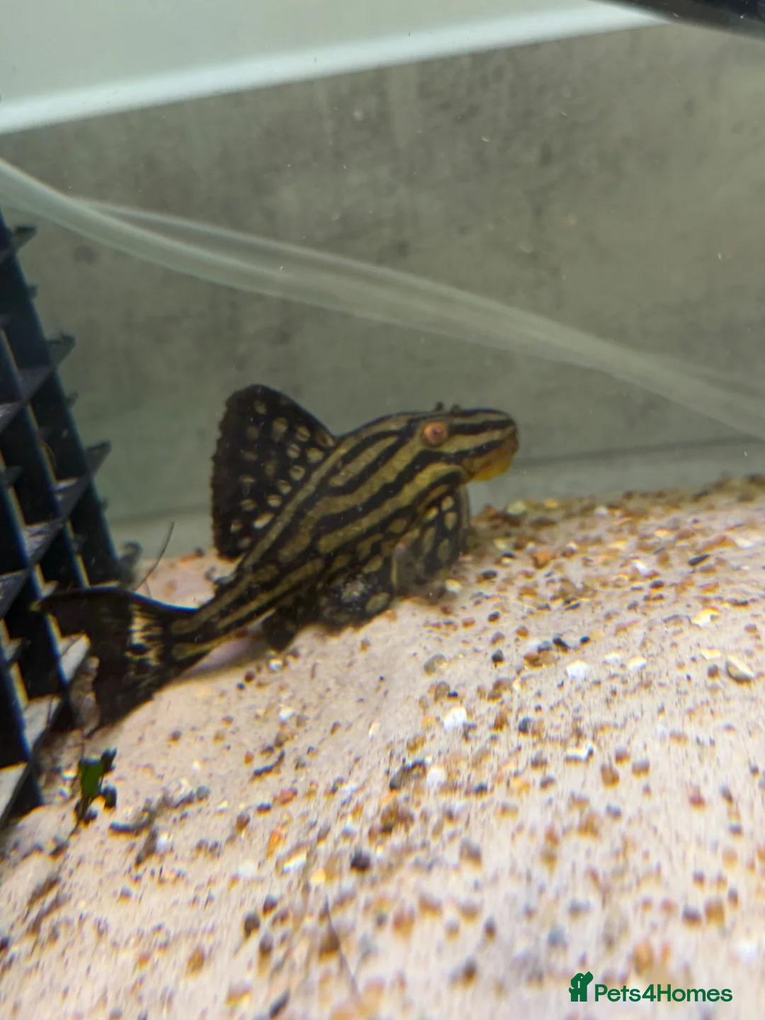 Plecos fish for sale: L027C Royal Thunder aka Golden line panaque  - Advert 1