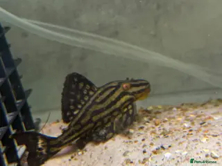 Plecos fish L027C Royal Thunder aka Golden line panaque - Advert 7