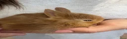 Netherland Dwarf rabbits for sale: Baby Netherland dwarf rabbits  - Advert 3