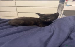 British Longhair cats for sale: Beautiful 10 Week Old Kitten - Image 3