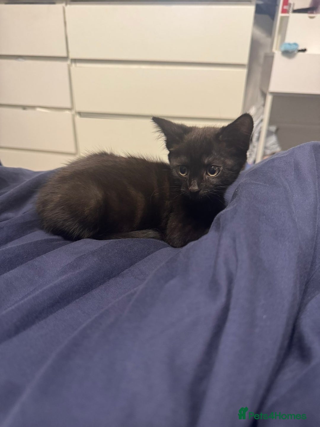 British Longhair cats for sale: Beautiful 10 Week Old Kitten - Image 3
