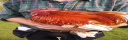 Chickens poultry for sale: Pekin Bantam Hatching Eggs For Sale Mixed Colours - Advert 4