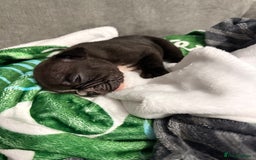 French Bulldog dogs for sale: French bulldogs  - Image 3
