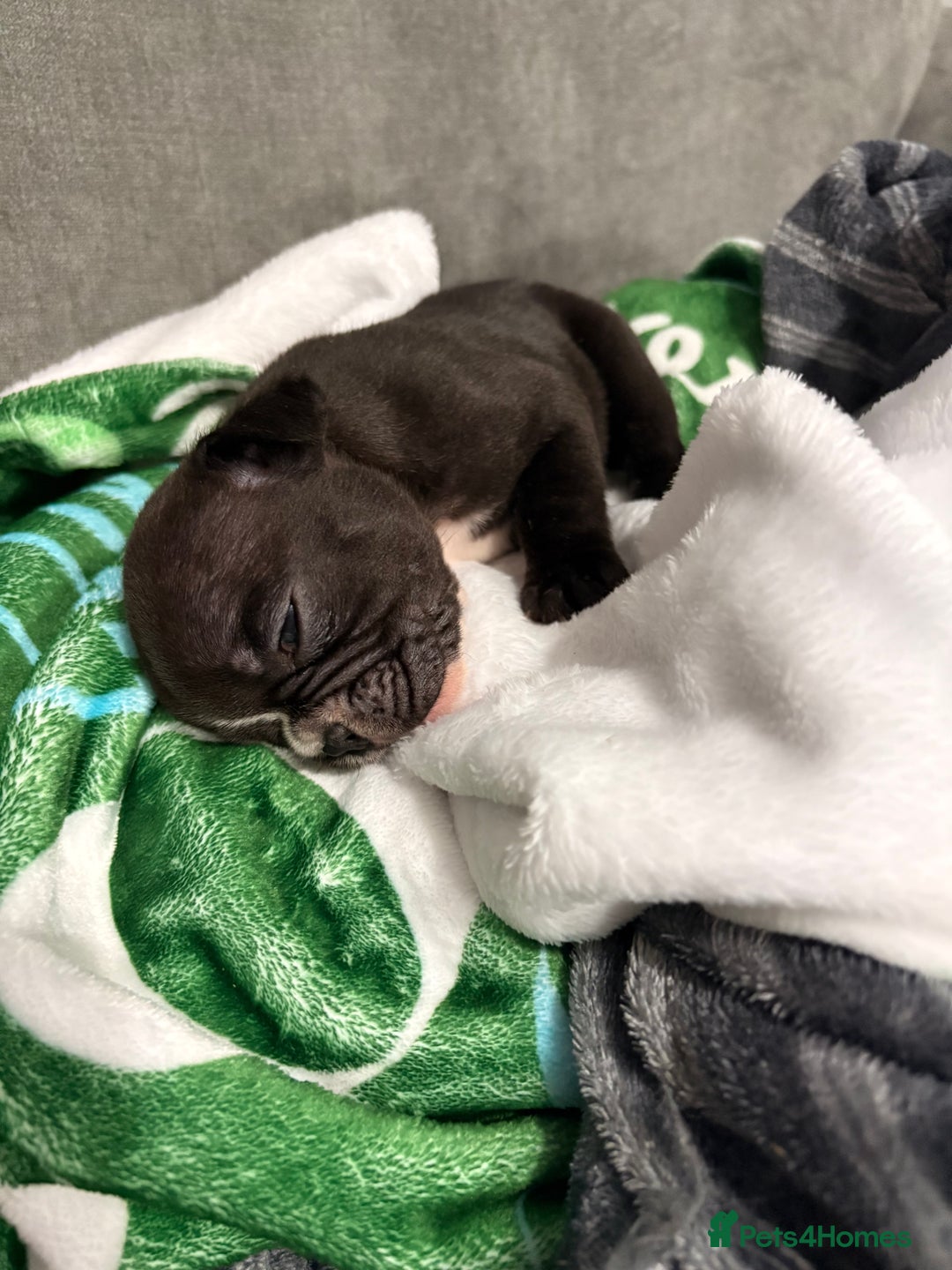 French Bulldog dogs for sale: French bulldogs  - Image 3
