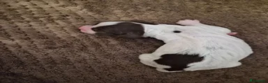 English Springer Spaniel 3