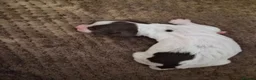 English Springer Spaniel dogs for sale: KC registered English Springer Spaniels - Advert 15