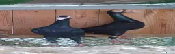 Pigeons birds for sale: Beautiful Quality Pigeons Healthy & Well Cared For - Advert 36
