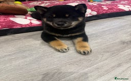 Japanese Shiba Inu dogs for sale: Japanese Shiba Inu  - Advert 9