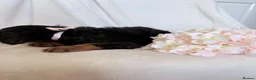 Cavalier King Charles Spaniel dogs for sale: Beautiful Cavalier King Charles puppies - Advert 18