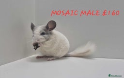 Chinchilla rodents for sale: STUNNING BABIES CHINCHILLA MIX COLOURS AND GENDER  - Image 3