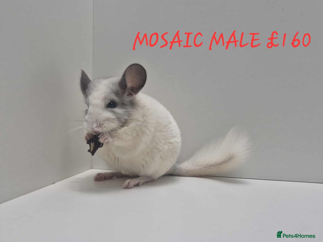 Chinchilla rodents for sale: STUNNING BABIES CHINCHILLA MIX COLOURS AND GENDER  - Image 3