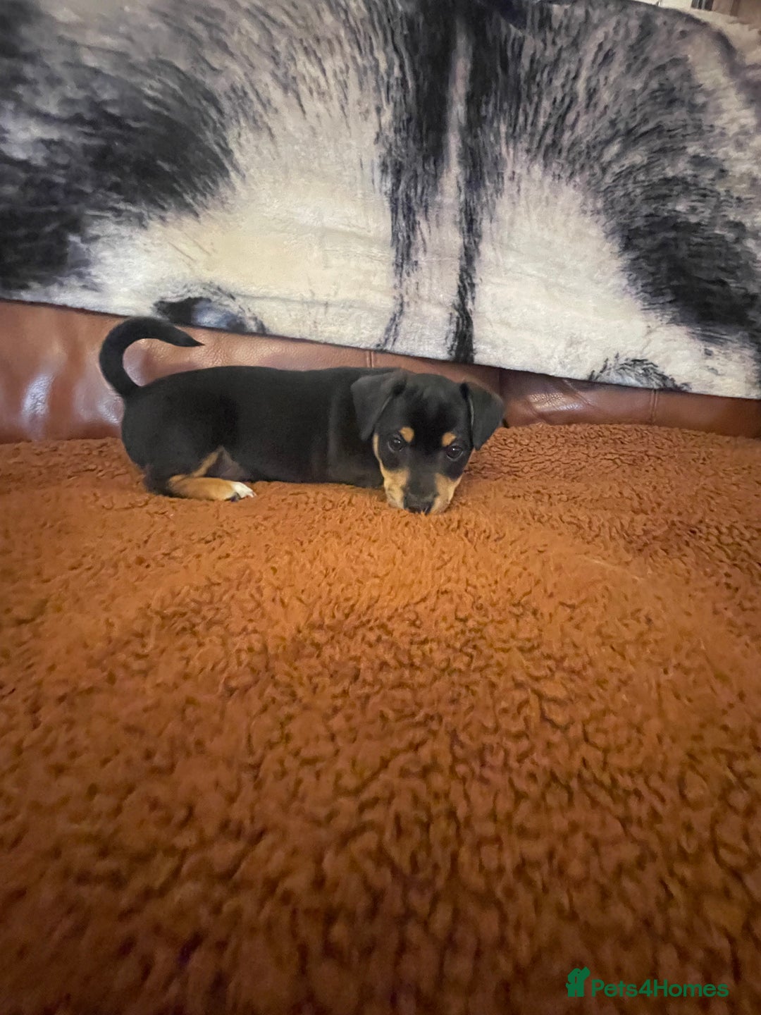 Jack Russell dogs for sale: Short Legged Jack Russell Pups - Image 14